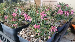 Andromeda polifolia 'Kiri-kamine' - 8cm pot 